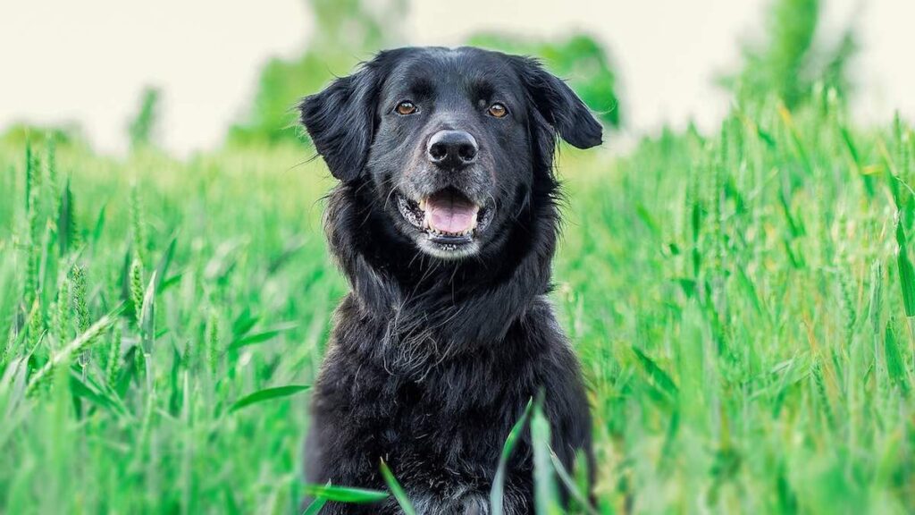 I complimenti rivolti al cane