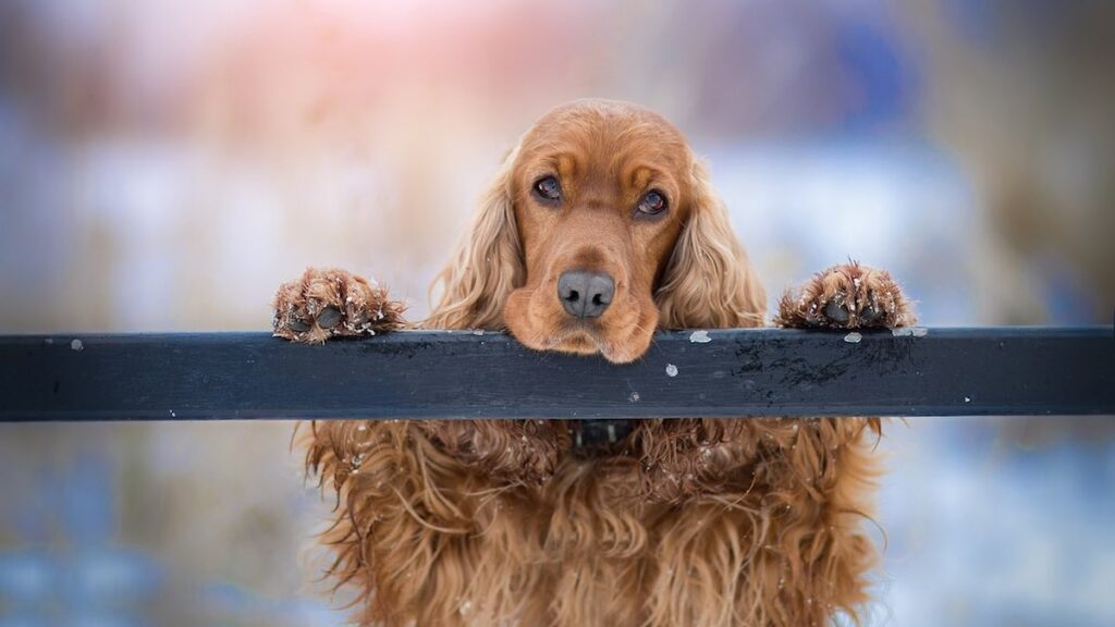 La musica per cani in radio