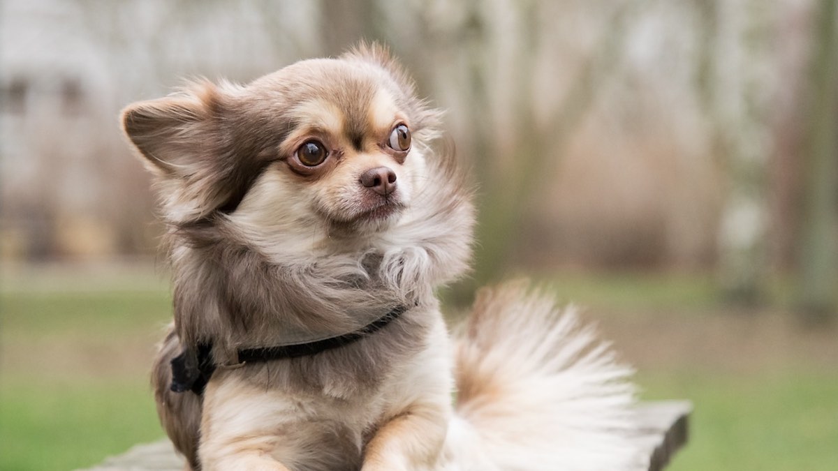 Il nome per cani più scelto