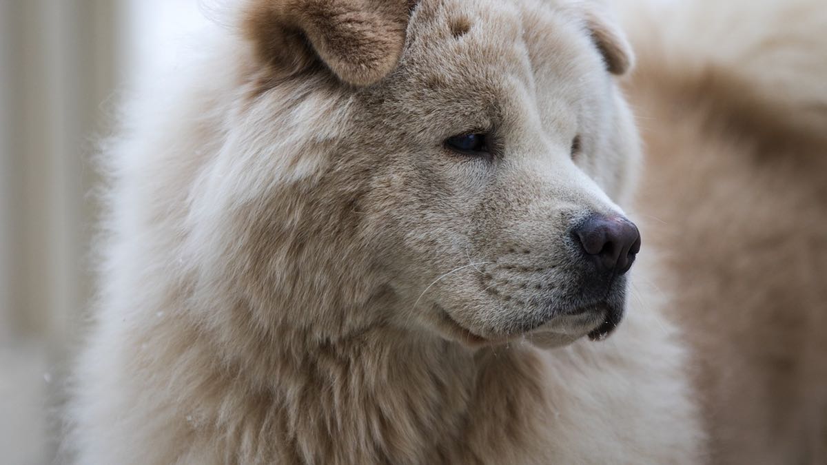 Che cos'è il sesto senso dei cani