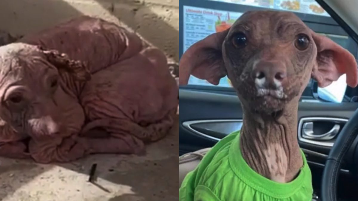 La storia di Dobby, il cucciolo che ha ritrovato la felicità