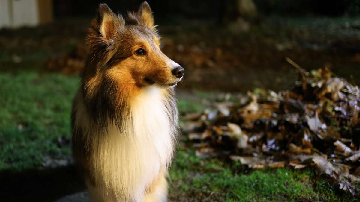 Cane al buio di notte